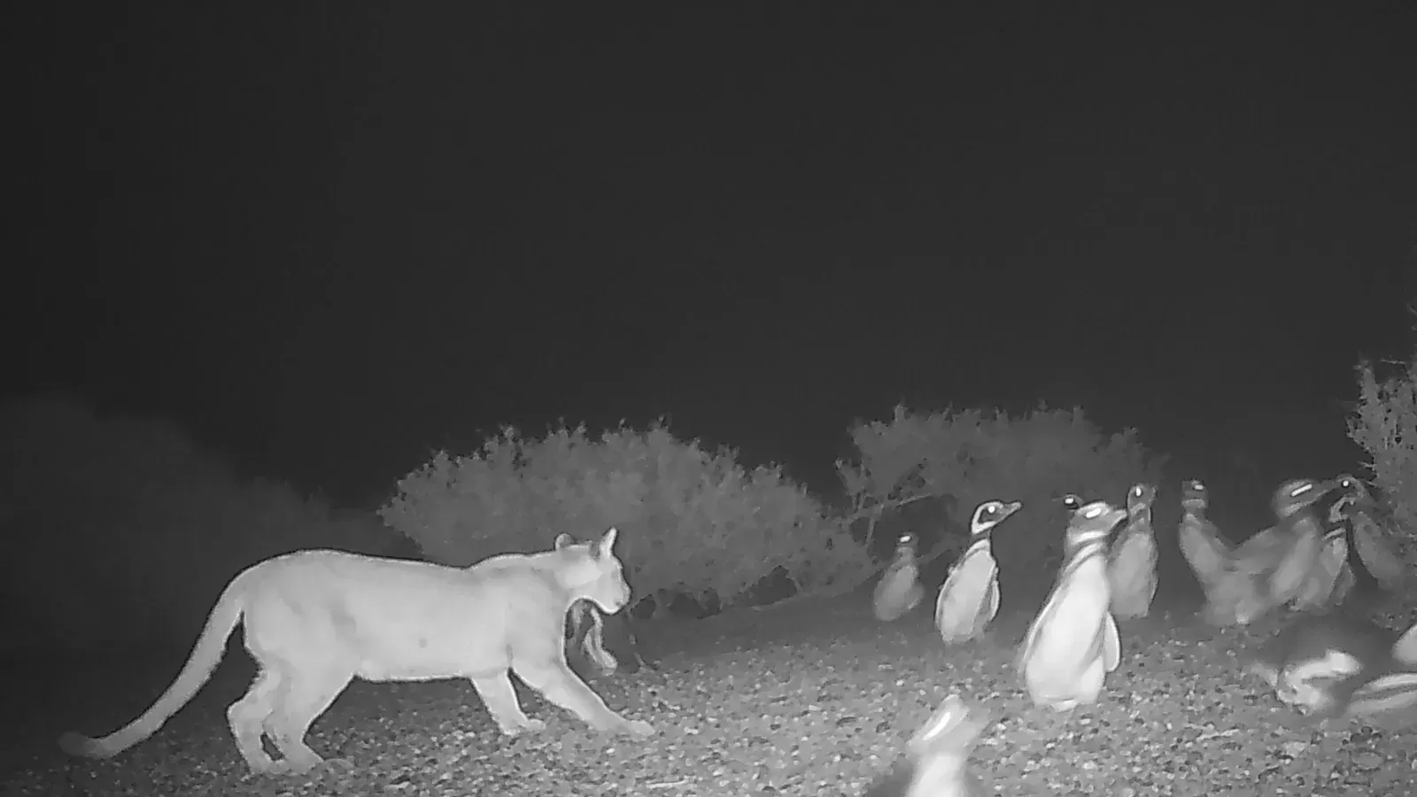 Pumas' Return Threatens Penguins in Argentina